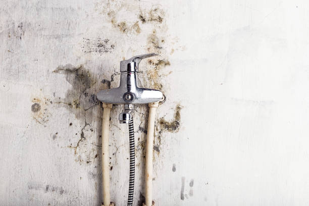 Best Home Mold Removal  in Gilbert, IA
