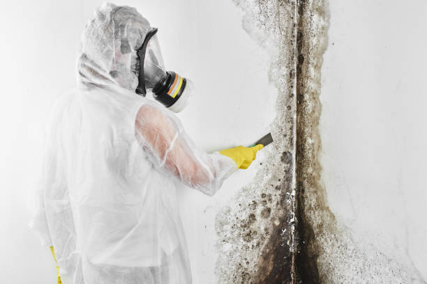 Crawl Space Mold Removal in Gilbert, IA