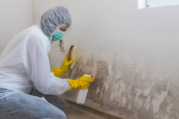 Best Professional Mold Removal  in Gilbert, IA