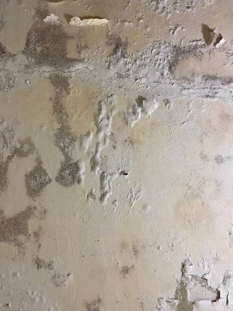 Best Mold Remediation  in Gilbert, IA