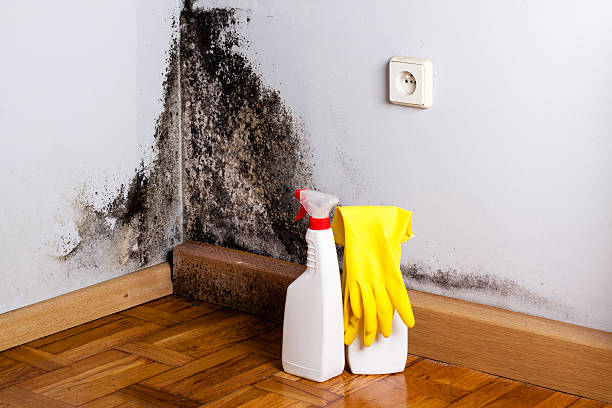 Best Residential Mold Removal  in Gilbert, IA