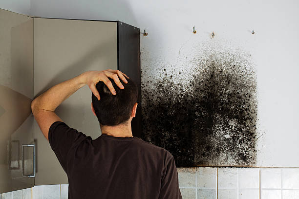 Best Mold Testing and Removal  in Gilbert, IA