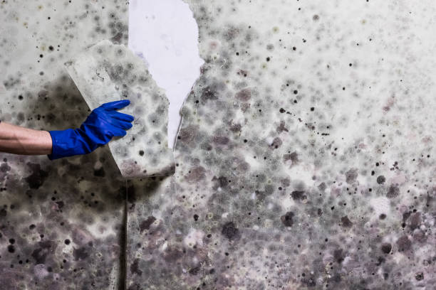 Best Fast Mold Removal  in Gilbert, IA