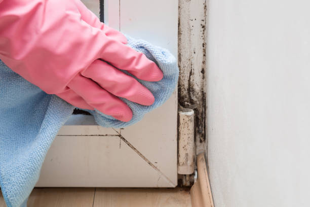 Professional Mold Removal in Gilbert, IA