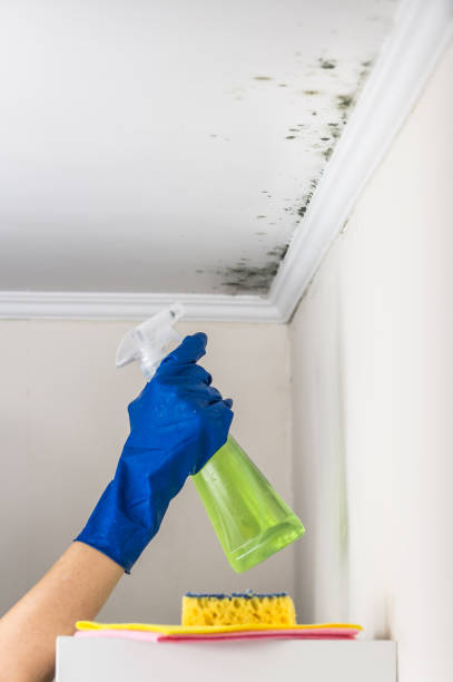 Best Emergency Mold Removal  in Gilbert, IA
